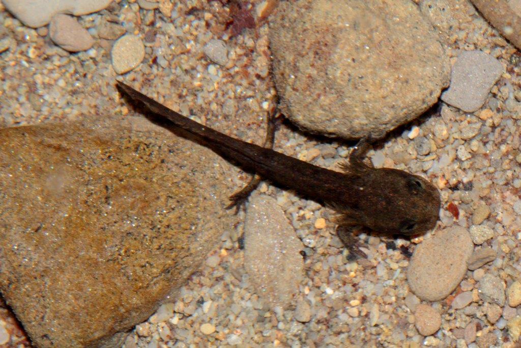 Finalmente larve di salamandra...e...?